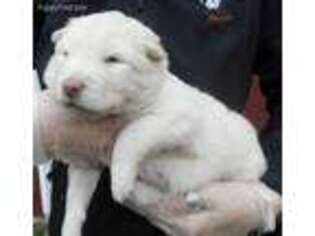 Alaskan Malamute Puppy for sale in Lowell, MI, USA