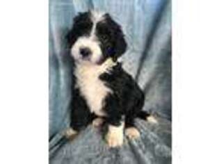 Bernese Mountain Dog Puppy for sale in Hartville, MO, USA