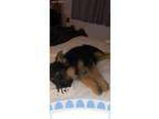 German Shepherd Dog Puppy for sale in Clackamas, OR, USA