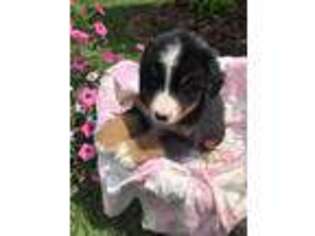 Bernese Mountain Dog Puppy for sale in Jersey Shore, PA, USA