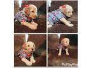 Labradoodle Puppy for sale in Kingsport, TN, USA