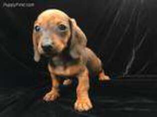 Dachshund Puppy for sale in Whittier, CA, USA