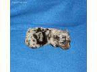 Miniature Australian Shepherd Puppy for sale in Canadian, TX, USA