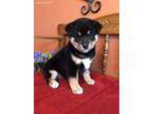 Shiba Inu Puppy for sale in Seneca, KS, USA