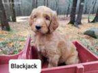 Goldendoodle Puppy for sale in Atlanta, GA, USA