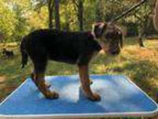 Airedale Terrier Puppy for sale in Columbus, OH, USA