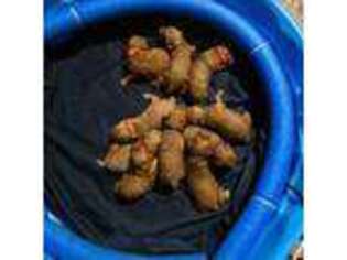 Cock-A-Poo Puppy for sale in Jacksonville, NC, USA