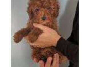 Mutt Puppy for sale in Ceresco, MI, USA