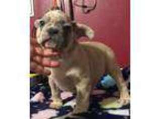 French Bulldog Puppy for sale in Kannapolis, NC, USA