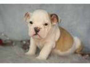 Bulldog Puppy for sale in Fort Scott, KS, USA