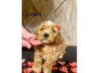 Goldendoodle Puppy for sale in Santaquin, UT, USA