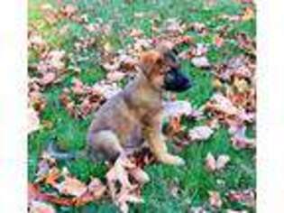 German Shepherd Dog Puppy for sale in Shelton, WA, USA