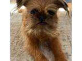 Brussels Griffon Puppy for sale in Fort Lee, NJ, USA