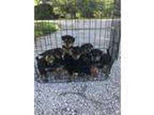 Airedale Terrier Puppy for sale in Bluffton, IN, USA