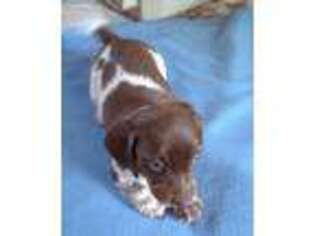 Dachshund Puppy for sale in Iredell, TX, USA