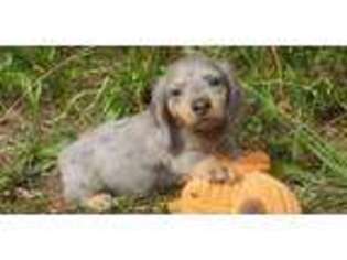 Dachshund Puppy for sale in Dandridge, TN, USA