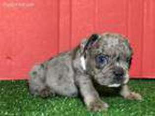 French Bulldog Puppy for sale in Uniondale, NY, USA