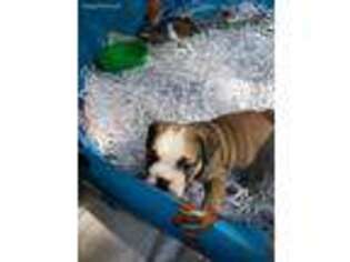 Bulldog Puppy for sale in Richland Center, WI, USA