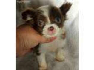 Chihuahua Puppy for sale in Cashmere, WA, USA