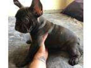 French Bulldog Puppy for sale in Indio, CA, USA
