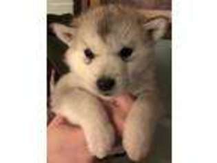 Alaskan Malamute Puppy for sale in Lawrenceville, GA, USA