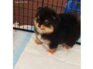 Pomeranian Puppy for sale in Calhoun, GA, USA