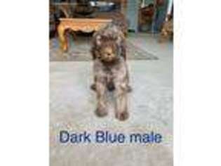Mutt Puppy for sale in Mount Pleasant, IA, USA