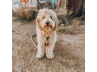 Goldendoodle Puppy for sale in Peoria, AZ, USA