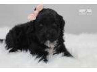 Portuguese Water Dog Puppy for sale in Harrisburg, PA, USA