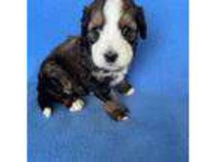 Mutt Puppy for sale in Newark, NJ, USA