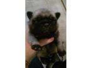 Pug Puppy for sale in Brooklyn, MS, USA