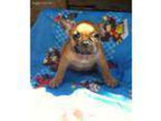French Bulldog Puppy for sale in Lockhart, TX, USA