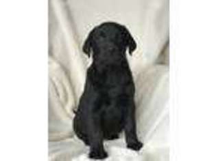 Labrador Retriever Puppy for sale in Shreve, OH, USA