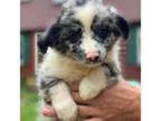 Miniature Australian Shepherd Puppy for sale in Hardwick, MA, USA