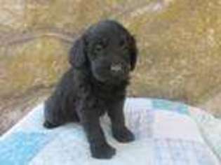 Labradoodle Puppy for sale in Savannah, MO, USA