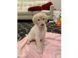 Goldendoodle Puppy for sale in Olathe, KS, USA
