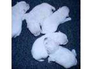 West Highland White Terrier Puppy for sale in Brighton, CO, USA