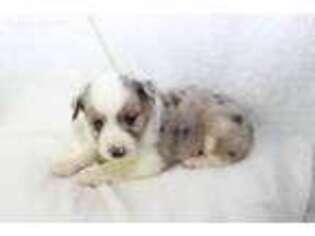Miniature Australian Shepherd Puppy for sale in Holden, MO, USA