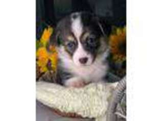 Pembroke Welsh Corgi Puppy for sale in Charlotte, NC, USA