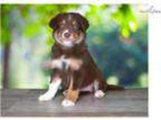 Border Collie Puppy for sale in Saint George, UT, USA