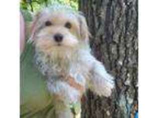 Yorkshire Terrier Puppy for sale in Mountain Home, AR, USA