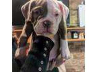 Olde English Bulldogge Puppy for sale in Kensington, CT, USA