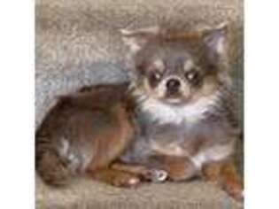 Chihuahua Puppy for sale in Bentonville, AR, USA