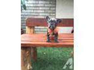 French Bulldog Puppy for sale in GARDEN GROVE, CA, USA