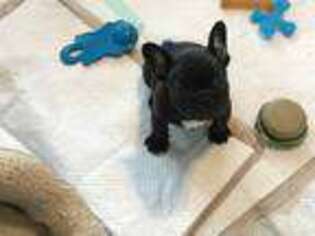 French Bulldog Puppy for sale in Liberty, MO, USA