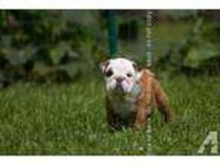 Bulldog Puppy for sale in ROBINSON, IL, USA