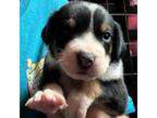 Greater Swiss Mountain Dog Puppy for sale in Oklahoma City, OK, USA