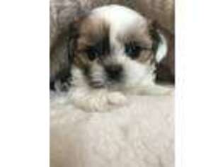 Shorkie Tzu Puppy for sale in Colorado Springs, CO, USA