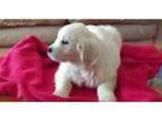 Mutt Puppy for sale in Elliston, VA, USA