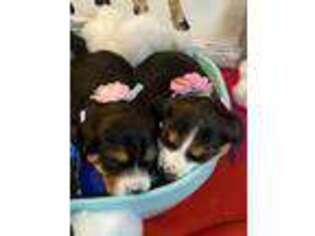 Beagle Puppy for sale in Tewksbury, MA, USA